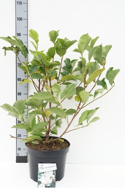 Magnolija sulanžo (Lot Magnolia soul.) 'Alba Superba' C10 60-80 CM
