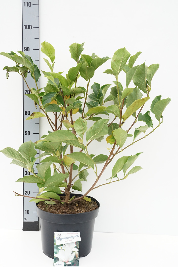 Magnolija sulanžo (Lot Magnolia soul.) 'Alba Superba' C10 60-80 CM