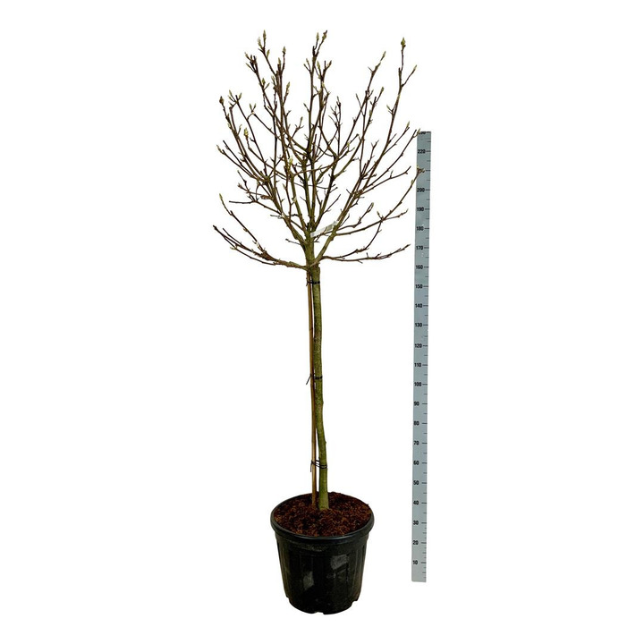 Magnolija sulanžo (Lot Magnolia soul.) 'Alba Superba' C55 STIEBAS 120 CM