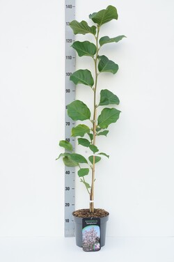 Magnolija (Lot Magnolia) 'Satisfaction' C5/P23 60-80 CM | MAGNOLIJOS | KRŪMAI