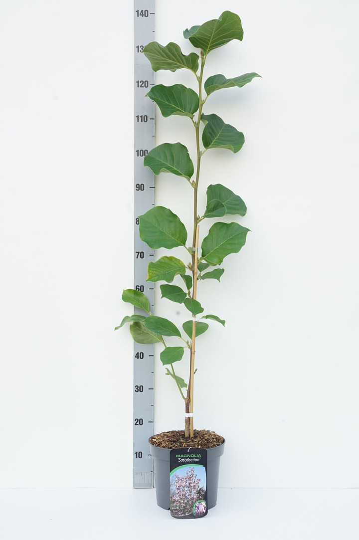 Magnolija (Lot Magnolia) 'Satisfaction' C5/P23 60-80 CM | MAGNOLIJOS | KRŪMAI