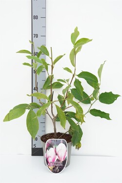 Magnolija sulanžo (Lot Magnolia soulangeana) C3/P19 50-60 CM | MAGNOLIJOS | KRŪMAI
