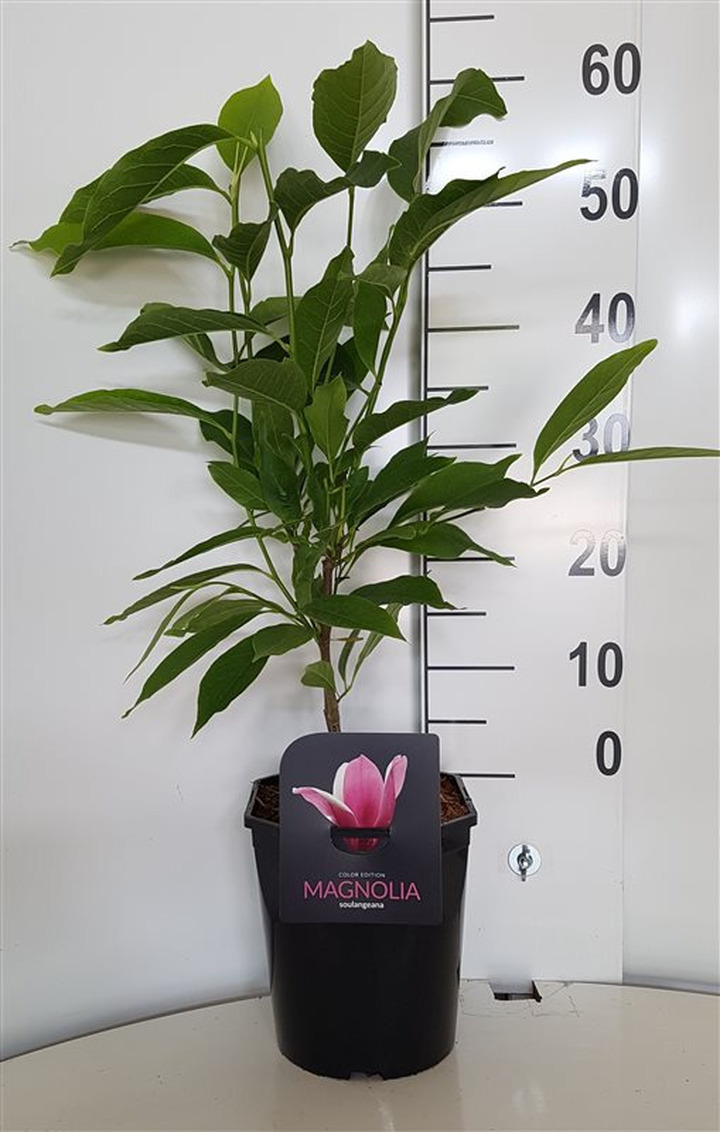 Magnolija sulanžo (Lot Magnolia soulangeana)  C4,5/P22 50-60 CM