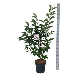 Magnolija sulanžo (Lot Magnolia soulangeana) C15 125-150 CM - nuotrauka 2