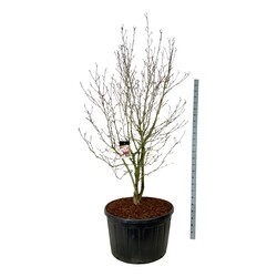 Magnolija sulanžo (Lot Magnolia soulangeana) C285 225-250 CM SOL | MAGNOLIJOS | KRŪMAI
