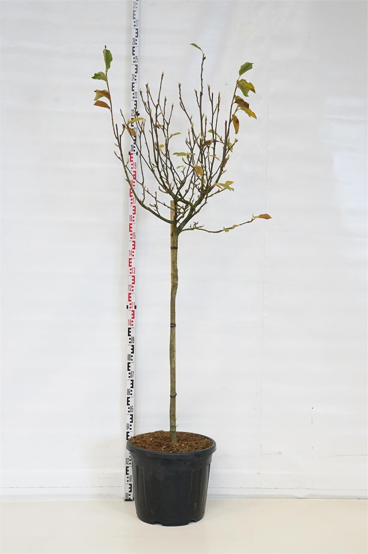 Magnolija sulanžo (Lot Magnolia soulangeana) C55 STIEBAS 120 CM SOL | MAGNOLIJOS | KRŪMAI
