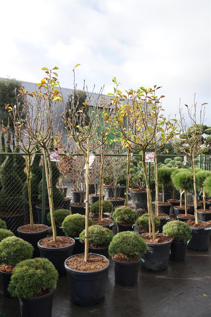 Magnolija sulanžo (Lot Magnolia soulangeana) C55 STIEBAS 120 CM SOL | MAGNOLIJOS | KRŪMAI