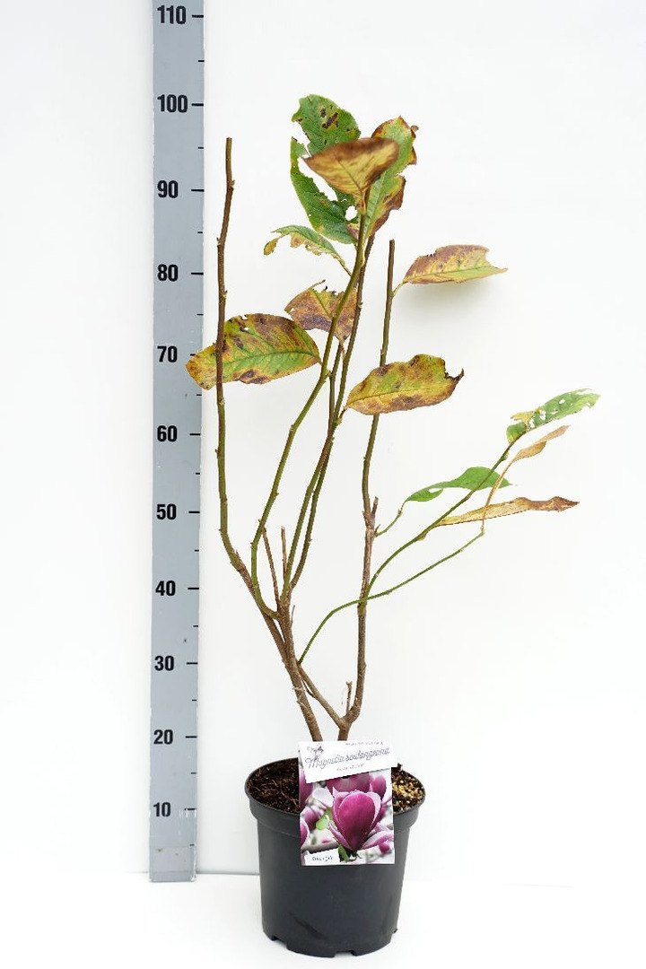 Magnolija sulanžo (Lot Magnolia soul.) 'Rustica Rubra' C5/P23 50-70 CM | MAGNOLIJOS | KRŪMAI