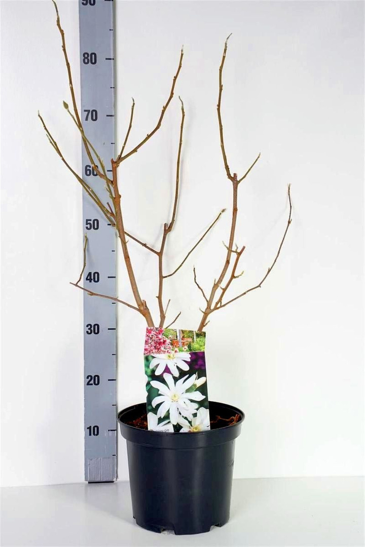 Magnolija žvaigždėtoji (Lot Magnolia stel.) 'Royal Star' C5/P23 50-70 CM | MAGNOLIJOS | KRŪMAI