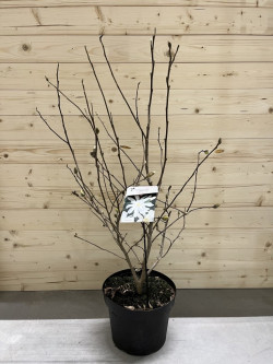 Magnolija žvaigždėtoji (Lot Magnolia stel.) 'Royal Star' C10 70-80 CM