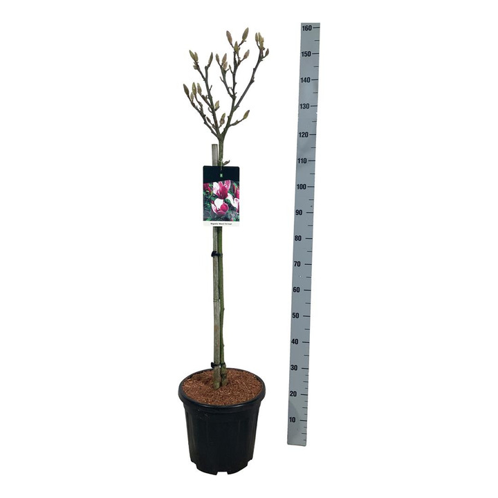 Magnolija sulanžo (Lot Magnolia soul.) 'Satisfaction' C15 STIEBAS 80 CM