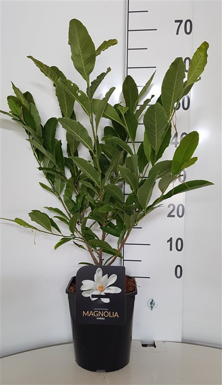 Magnolija žvaigždinė (Lot Magnolia stellata)  C4,5/P22 50-60 CM