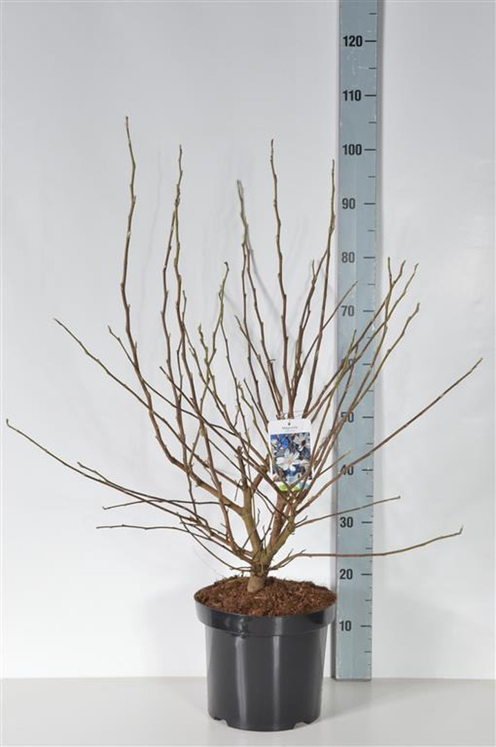 Magnolija žvaigždinė (Lot Magnolia stellata) C7,5/P26 60-80 CM | MAGNOLIJOS | KRŪMAI
