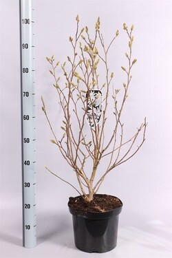 Magnolija žvaigždinė (Lot Magnolia stellata)  C7,5/P26 80-100 CM