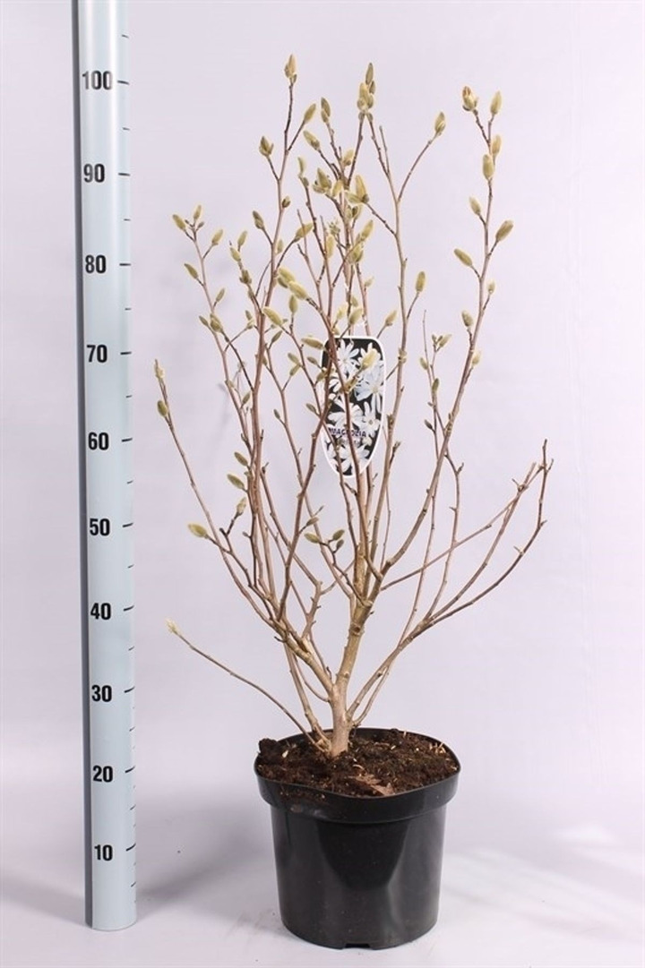 Magnolija žvaigždinė (Lot Magnolia stellata)  C7,5/P26 80-100 CM