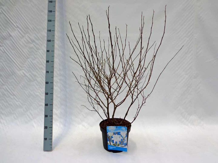 Magnolija žvaigždinė (Lot Magnolia stellata) C10 60-80 CM | MAGNOLIJOS | KRŪMAI