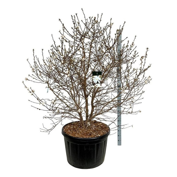 Magnolija žvaigždinė (Lot Magnolia stellata) C230 175-200 SOL | MAGNOLIJOS | KRŪMAI
