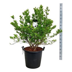 Magnolija žvaigždinė (Lot Magnolia stellata)  C55 100-125CM EXTRA - nuotrauka 2