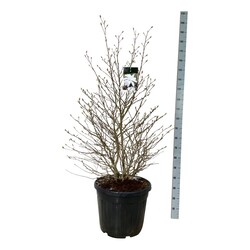 Magnolija žvaigždinė (Lot Magnolia stellata)  C55 125-150CM EXTRA