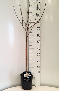 Magnolija žvaigždinė (Lot Magnolia stellata)  C4,5/P22 STIEBAS 60 CM - nuotrauka 1