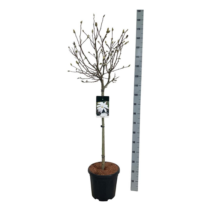 Magnolija žvaigždinė (Lot Magnolia stellata) C15 KOTAS 80 CM | MAGNOLIJOS | KRŪMAI