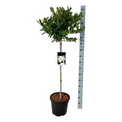 Magnolija žvaigždinė (Lot Magnolia stellata) C15 STIEBAS 80 CM - nuotrauka 2