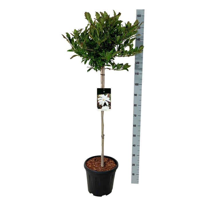 Magnolija žvaigždinė (Lot Magnolia stellata) C15 KOTAS 80 CM | MAGNOLIJOS | KRŪMAI