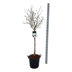 Magnolija žvaigždinė (Lot Magnolia stellata)  C30 STIEBAS 80 CM - nuotrauka 1