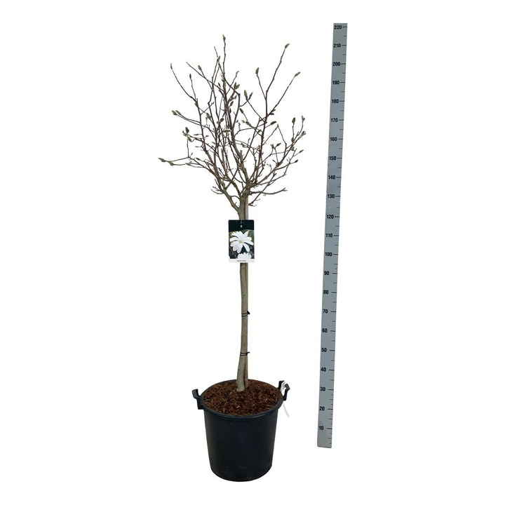 Magnolija žvaigždinė (Lot Magnolia stellata) C30 KOTAS 80 CM | MAGNOLIJOS | KRŪMAI
