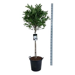 Magnolija žvaigždinė (Lot Magnolia stellata)  C30 STIEBAS 80 CM - nuotrauka 2