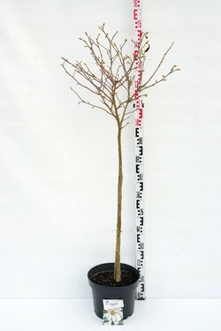 Magnolija žvaigždinė (Lot Magnolia stellata)  C10 STIEBAS 90 CM