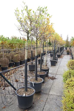 Magnolija žvaigždinė (Lot Magnolia stellata)  C55 STIEBAS 120 CM - nuotrauka 2