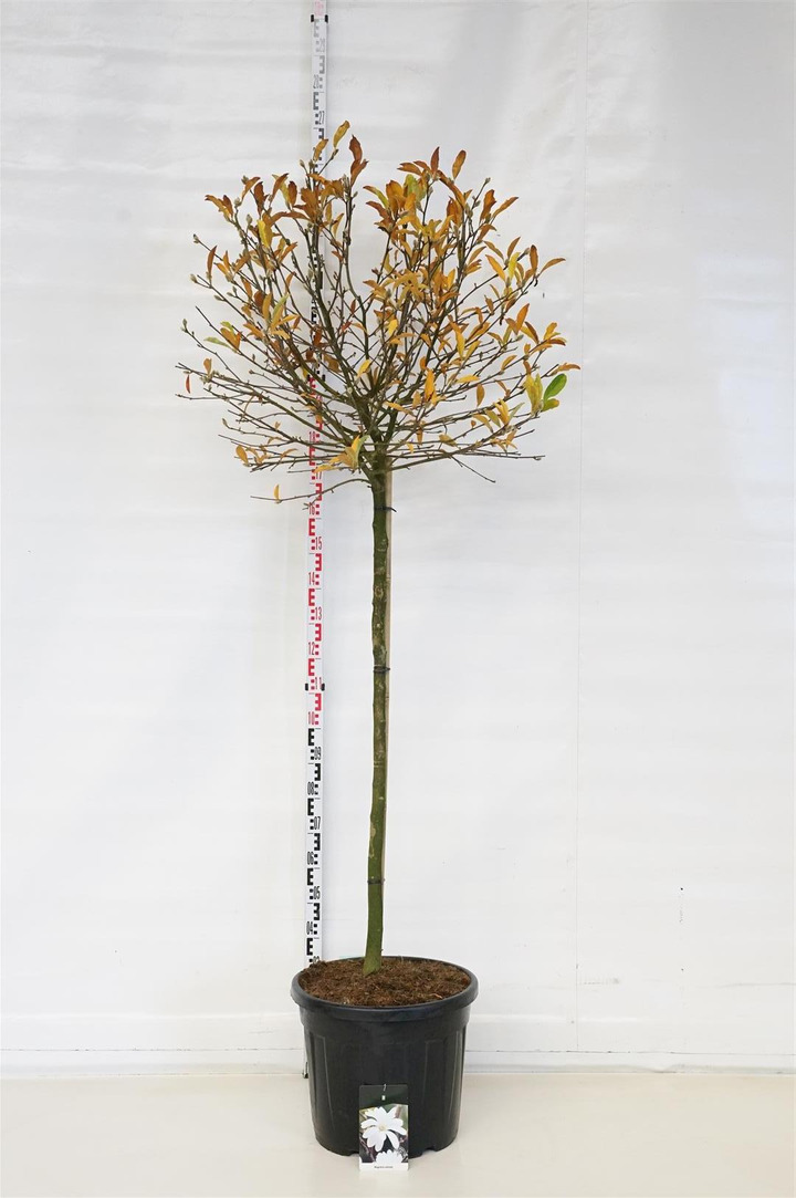 Magnolija žvaigždinė (Lot Magnolia stellata) C55 STIEBAS 120 CM SOL | MAGNOLIJOS | KRŪMAI