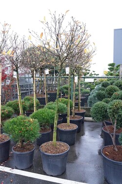 Magnolija žvaigždinė (Lot Magnolia stellata) C55 STIEBAS 120 CM SOL - nuotrauka 2