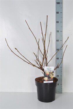 Magnolija (Lot Magnolia) 'Sunrise' C7,5/P26 50-60 CM - nuotrauka 2