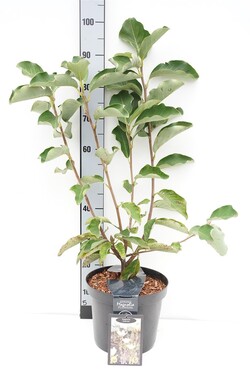 Magnolija (Lot Magnolia) 'Sunrise' C7,5/P26 80/+ CM | MAGNOLIJOS | KRŪMAI
