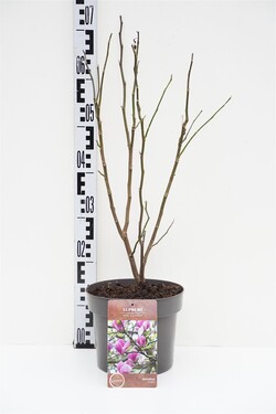 Magnolija (Lot Magnolia) 'Susan' C4/P21 40-60 CM | MAGNOLIJOS | KRŪMAI