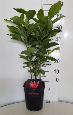 Magnolija (Lot Magnolia) 'Susan' C4,5/P22 50-60 CM