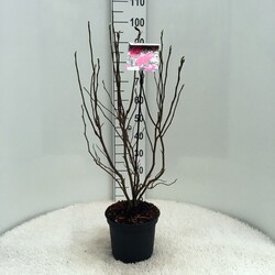 Magnolija (Lot Magnolia) 'Susan' C5/P23 40-50 CM