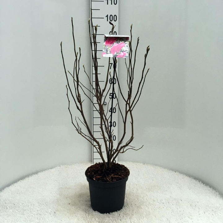 Magnolija (Lot Magnolia) 'Susan' C5/P23 40-50 CM