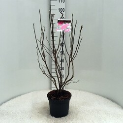 Magnolija (Lot Magnolia) 'Susan' C5/P23 60-80 CM | MAGNOLIJOS | KRŪMAI