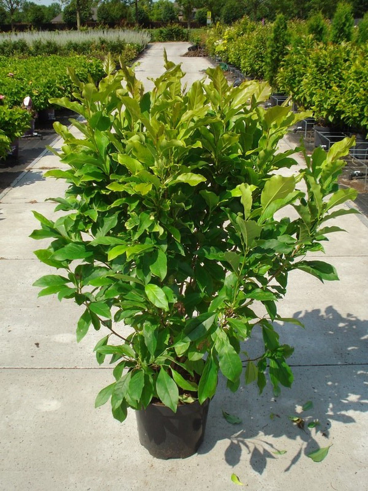 Magnolija (Lot Magnolia) 'Susan' C12 80-100 CM