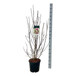 Magnolija (Lot Magnolia) 'Susan' C15 100-125 CM - nuotrauka 1