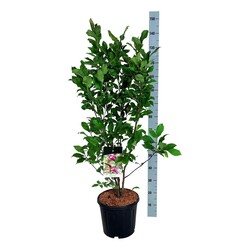 Magnolija (Lot Magnolia) 'Susan' C15 100-125 CM - nuotrauka 2
