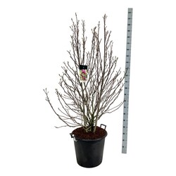 Magnolija (Lot Magnolia) 'Susan' C55 125-150CM EXTRA - nuotrauka 1
