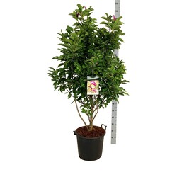 Magnolija (Lot Magnolia) 'Susan' C55 125-150CM EXTRA - nuotrauka 2