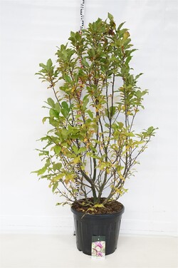 Magnolija (Lot Magnolia) 'Susan' C55 150-175CM EXTRA - nuotrauka 1