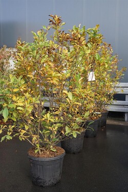Magnolija (Lot Magnolia) 'Susan' C55 150-175CM EXTRA - nuotrauka 2