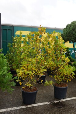 Magnolija (Lot Magnolia) 'Susan' C55 175-200CM EXTRA - nuotrauka 2