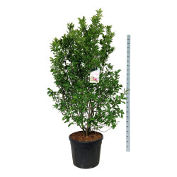 Magnolija (Lot Magnolia) 'Susan' C90 175-200CM EXTRA | MAGNOLIJOS | KRŪMAI